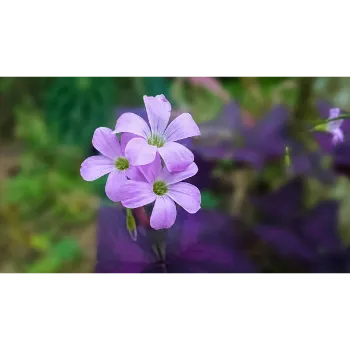 Orchid Flowers 